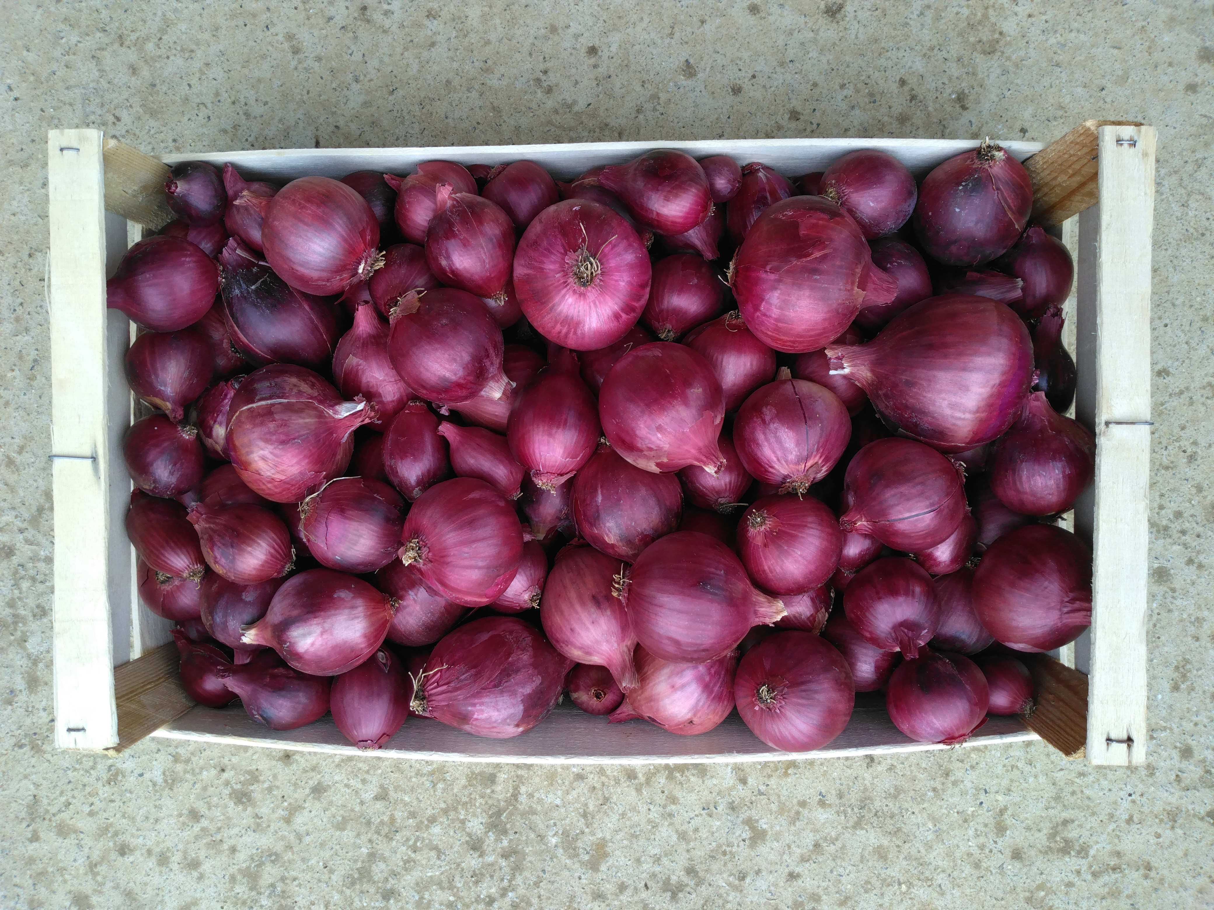 Oignons rouges