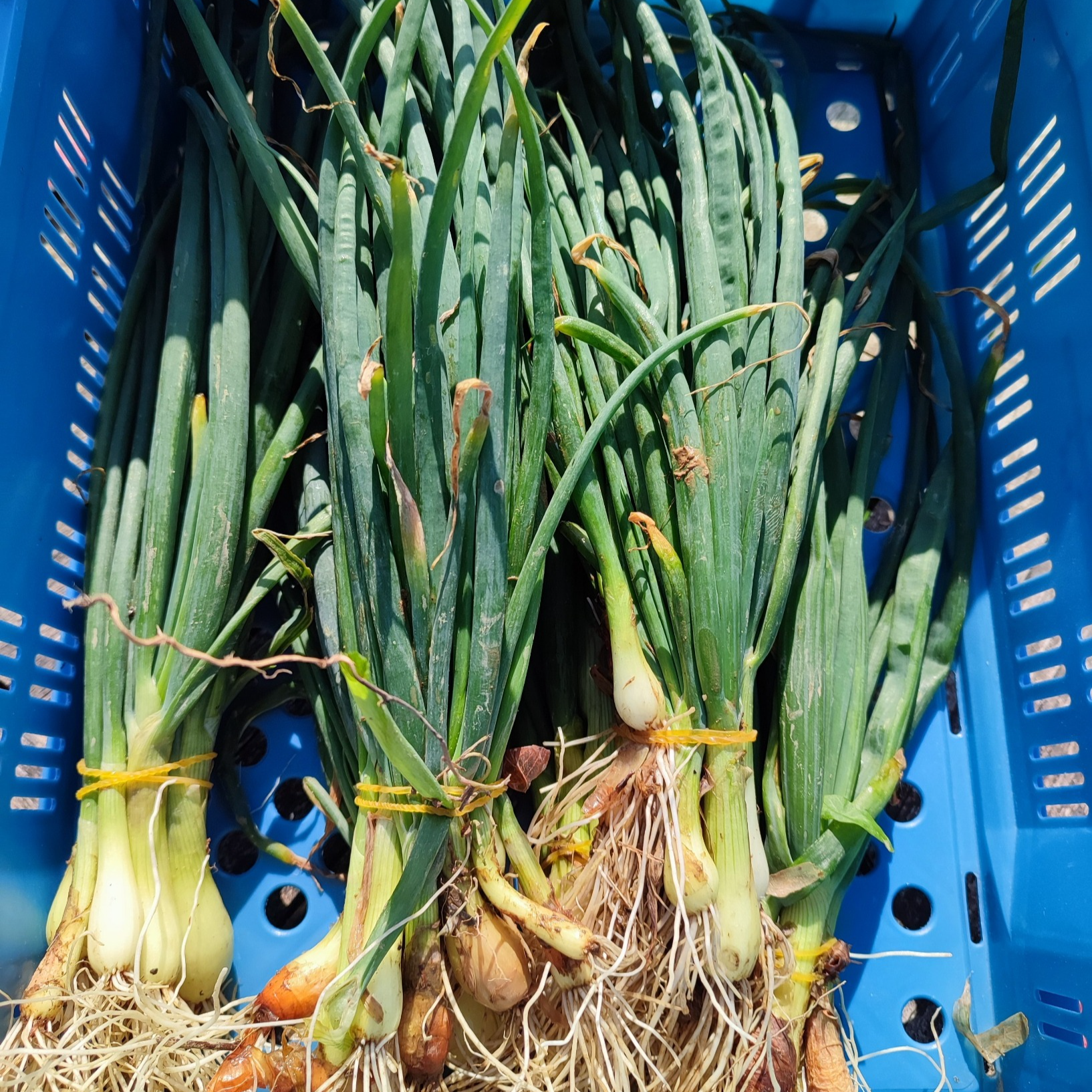 Oignon frais en botte - 200g