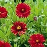 Gaillarde - 1l
