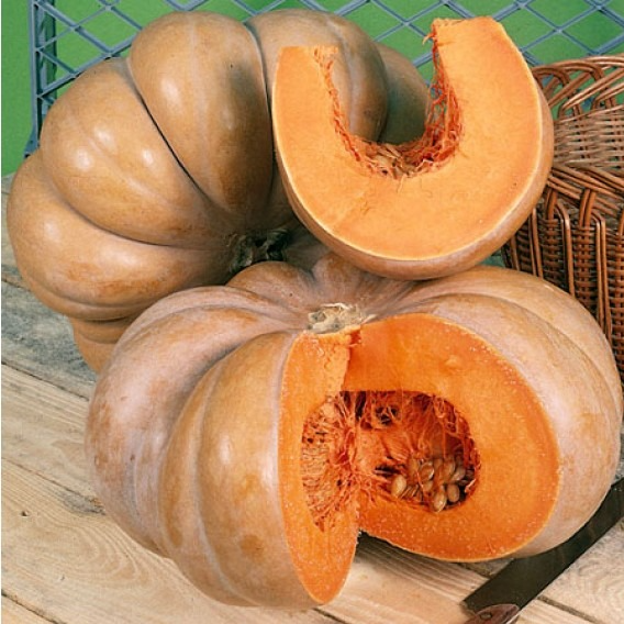 Courge Musquée de Provence – Muscade ou Potiron en godet 8 cm