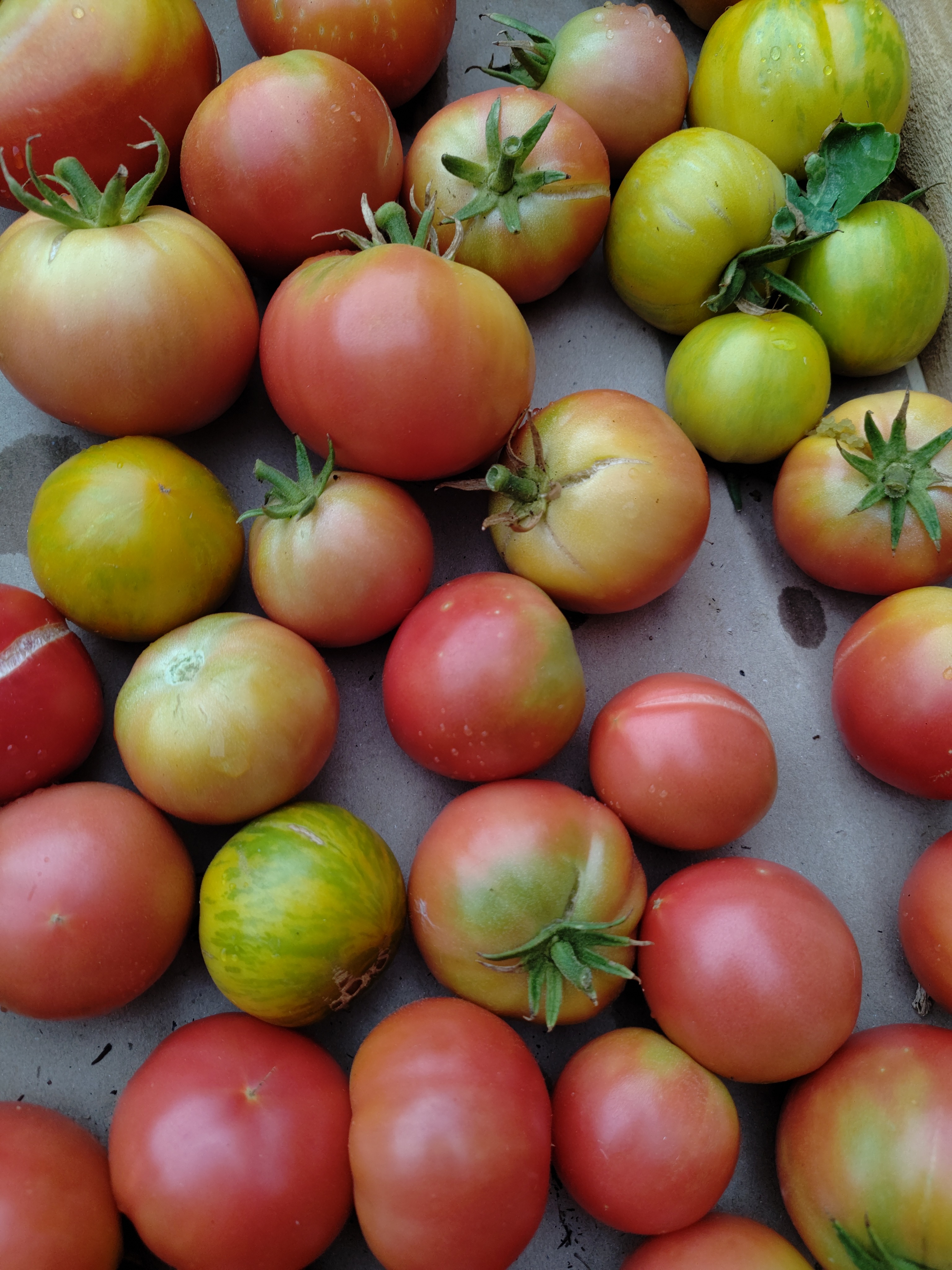 Tomate ancienne en mélange