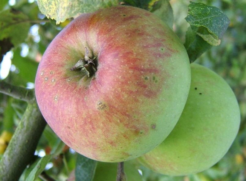 Pommier - Malus domestica "Rambour d'Hiver"