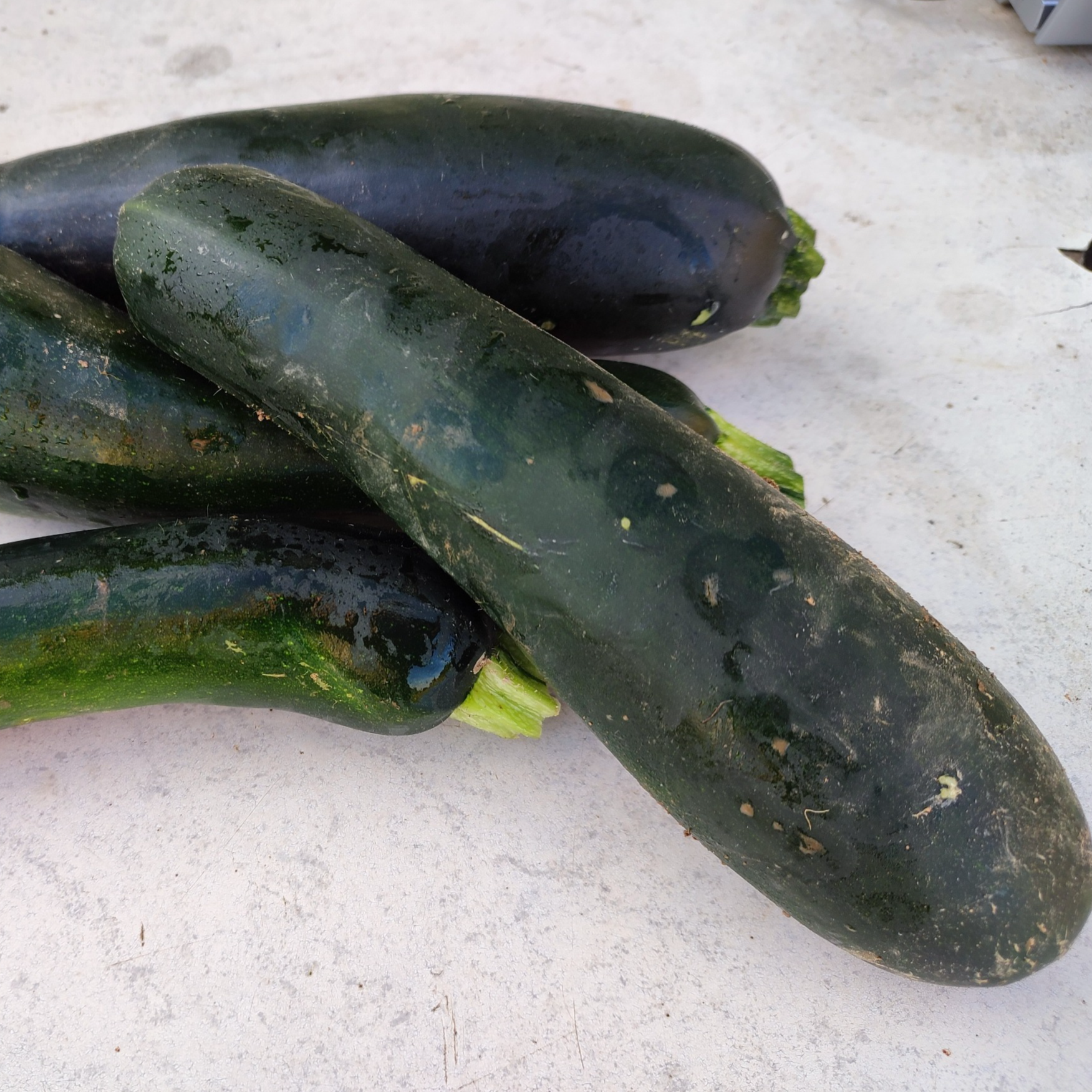 Courgette