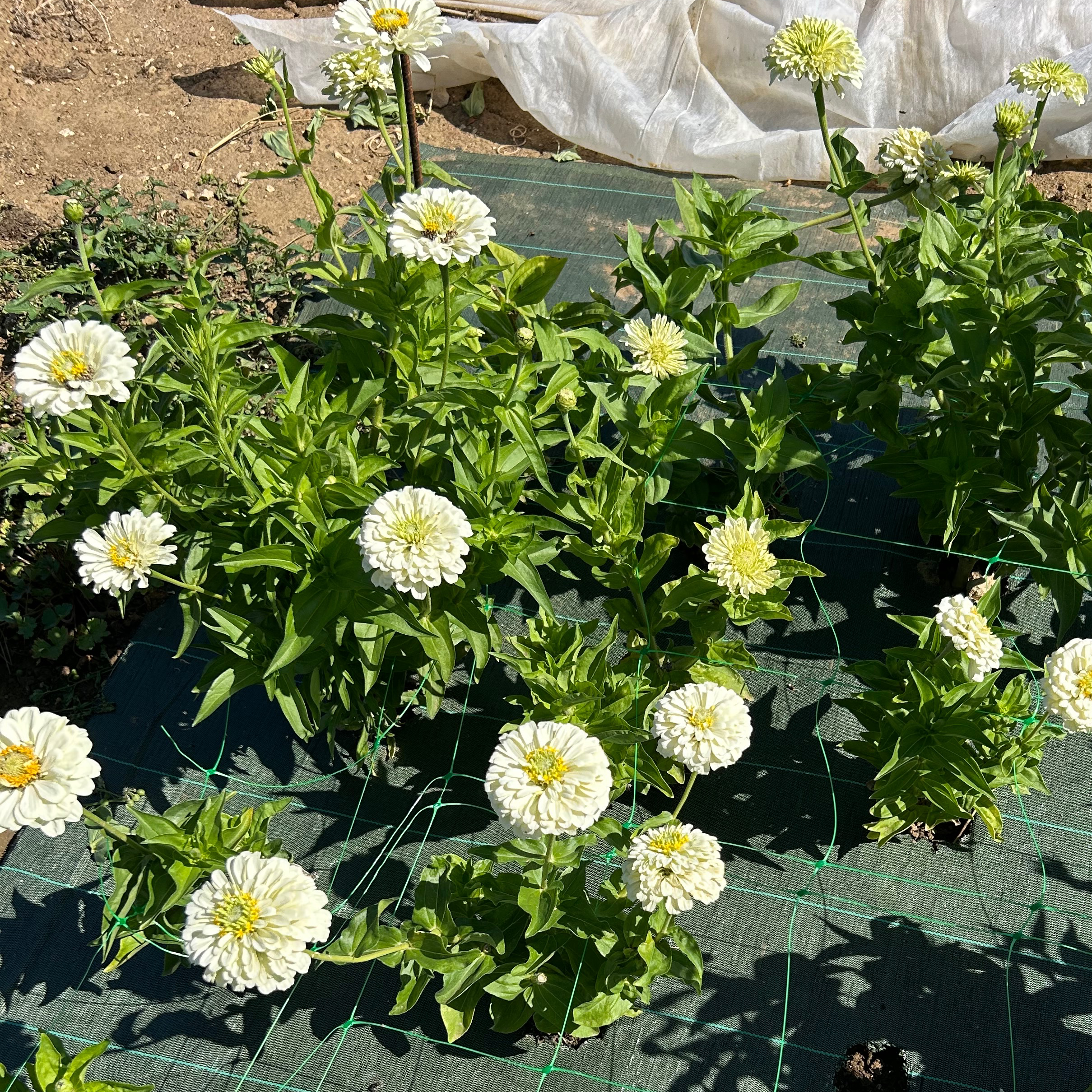 Zinnias blancs simple ou double