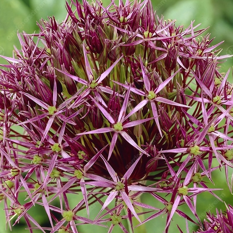 Fleurs d'étoile de perse (par 25)