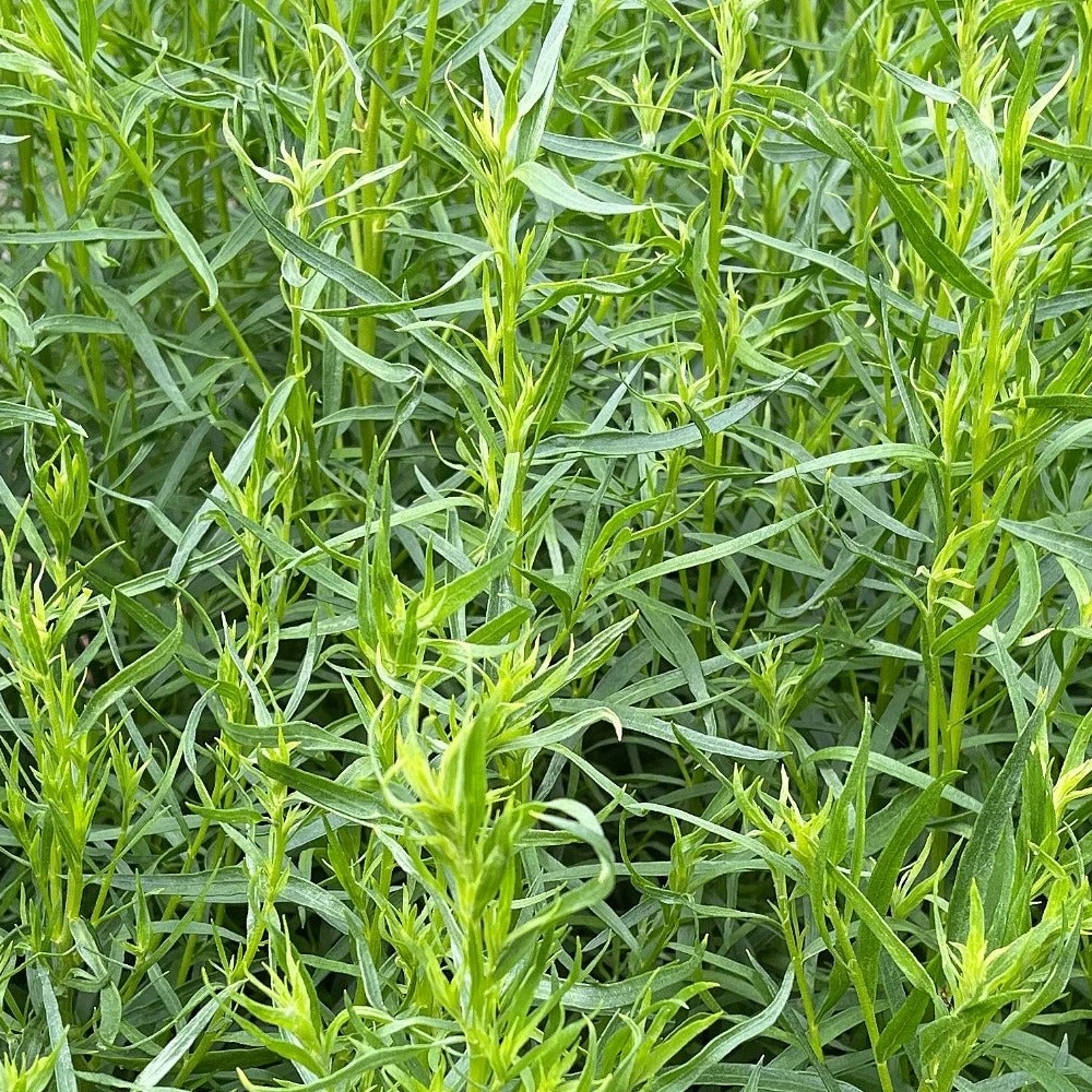 Estragon de Russie Pot 1,3L