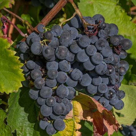 Vigne Isabelle – Pot 2L