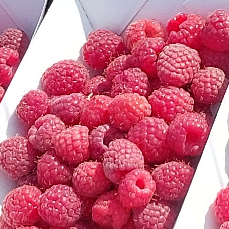 Framboises - 125g