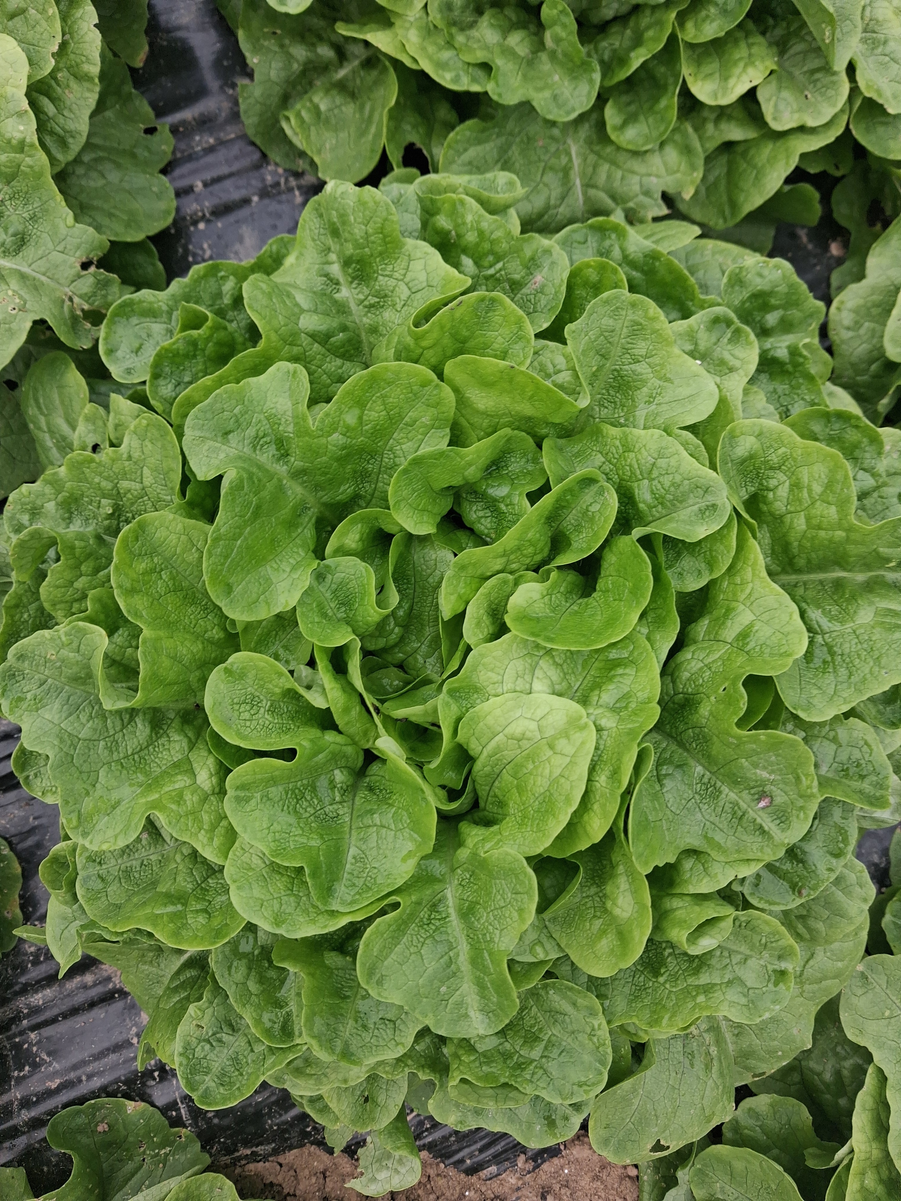 Feuille De Chène Verte