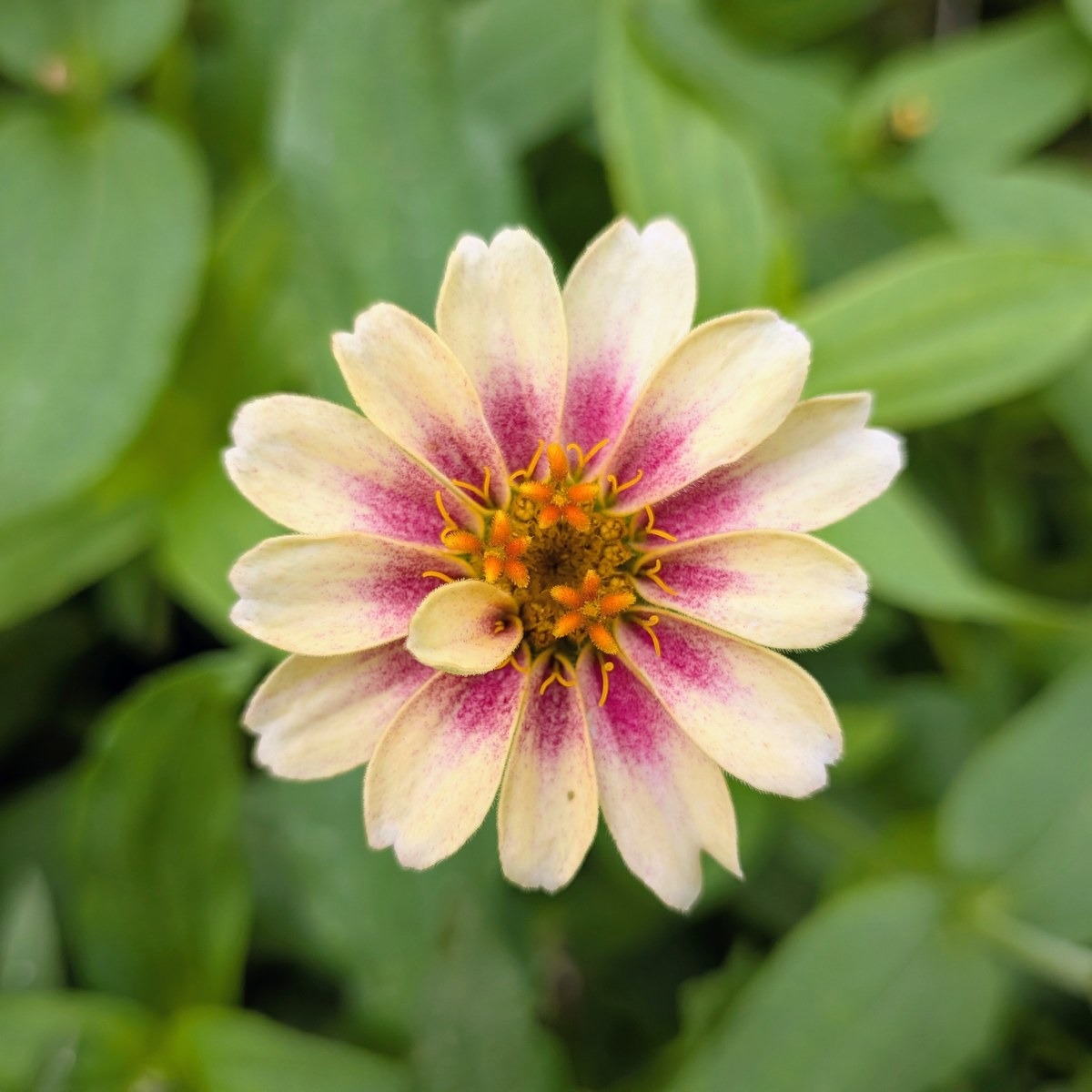 Fleurs de zinia multicolore - 8g - 8g