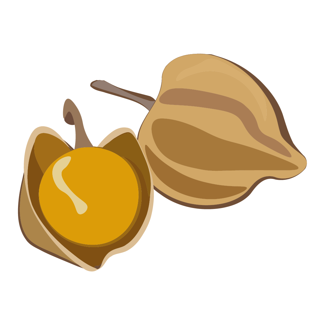Physalis