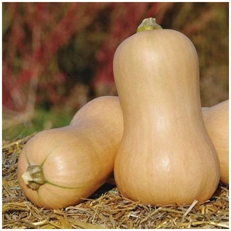 Courge Butternut