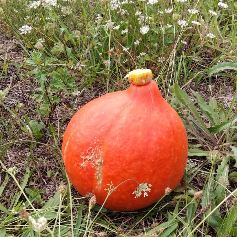 Potimarron (Gros) du jardin