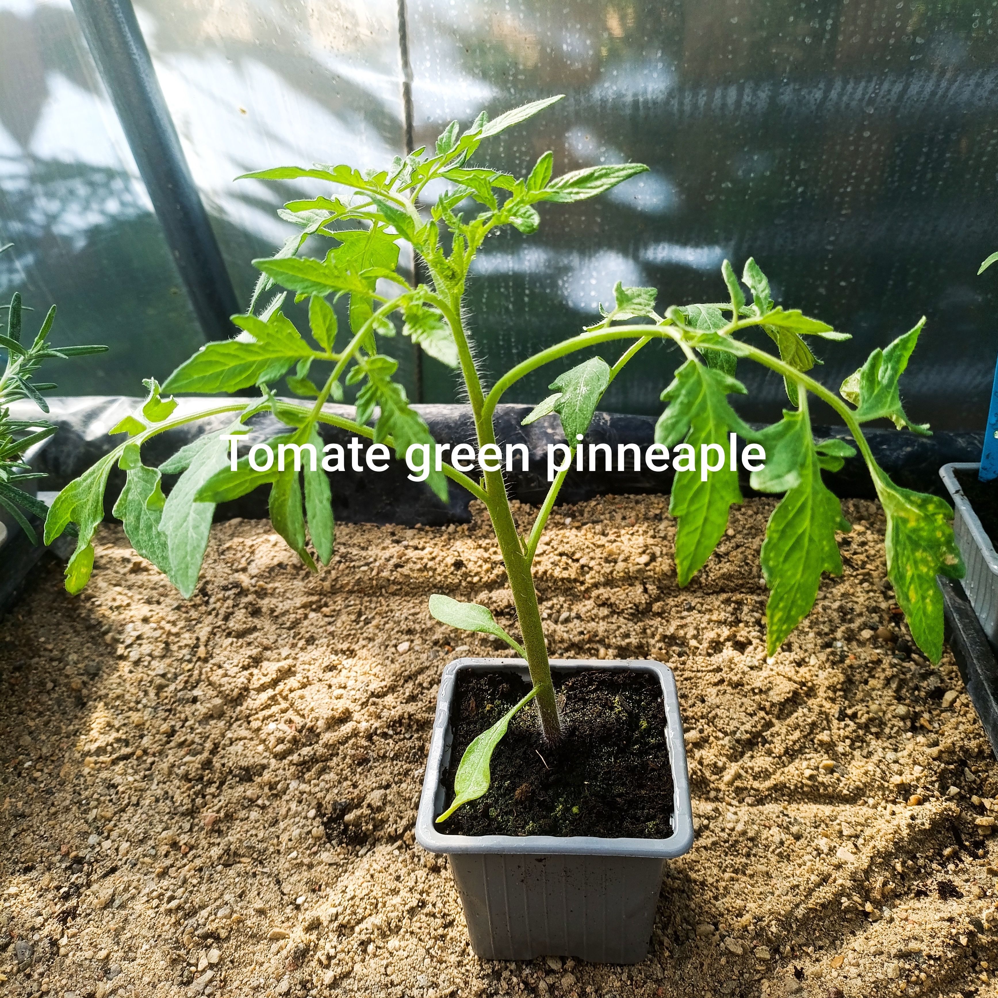 Plant tomate - ananas verte