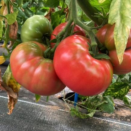 Plant Tomate Rose De Berne - 300g