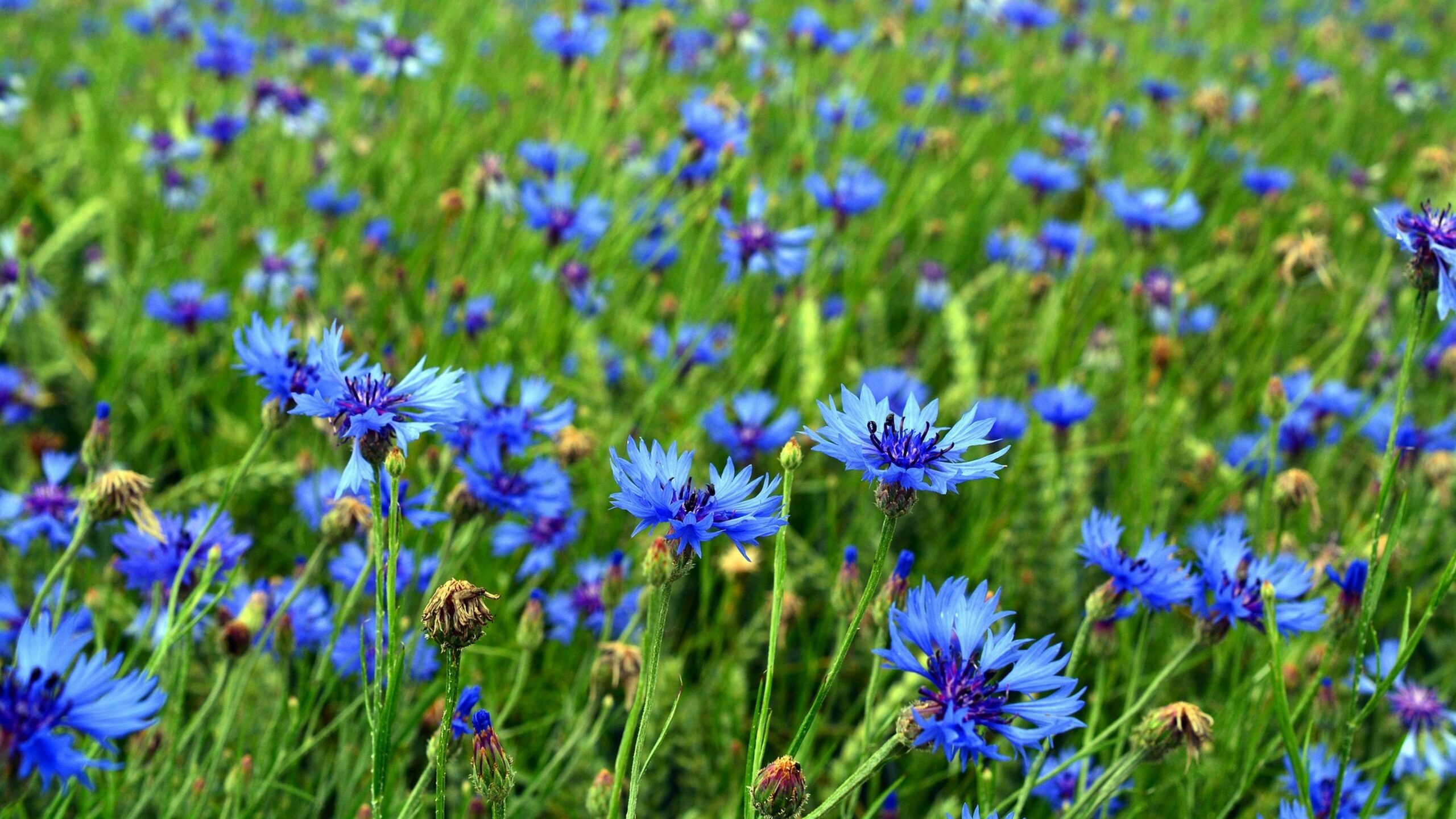bleuet (lutte biologique, comestible)
