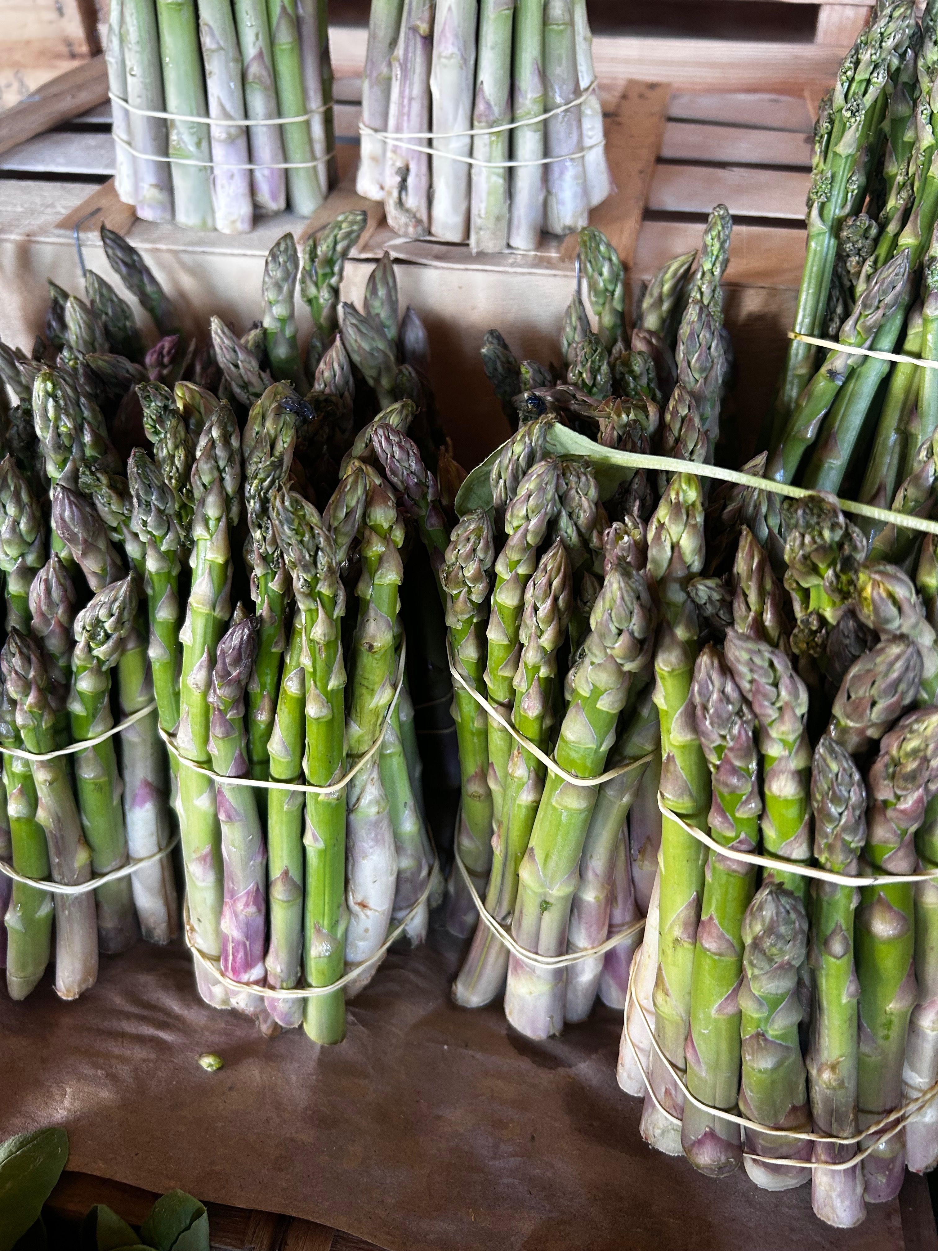 ASPERGES courte la botte