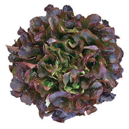 PLANT DE SALADE Feuille de Chêne Rouge Animix