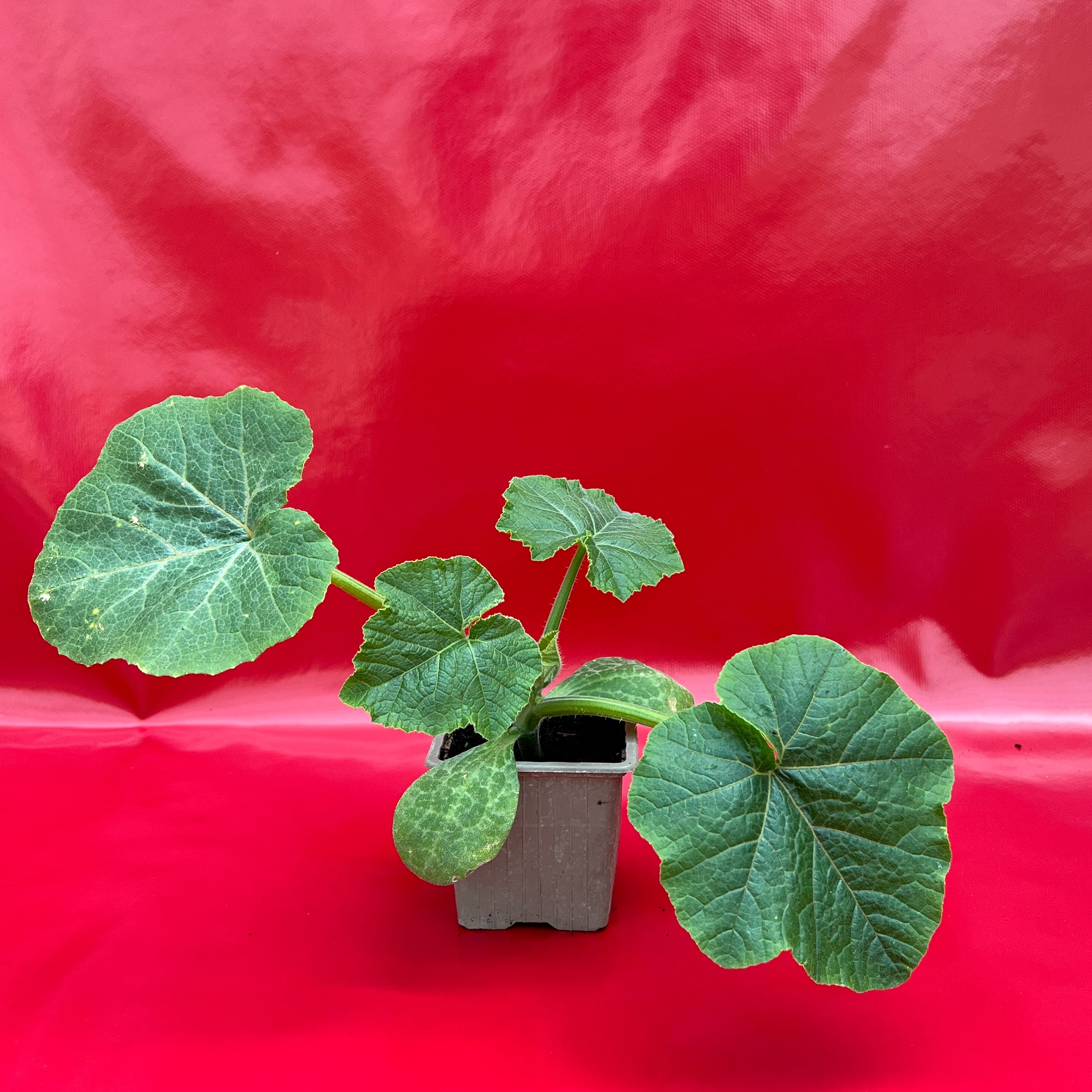 Plant Butternut - 150g