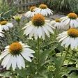 Rudbeckia white swan / Echinacea purpurea white swan