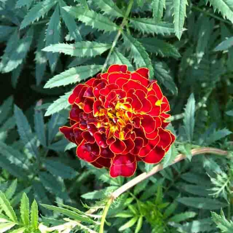 Plants fleurs- Tagète Burgundy bliss