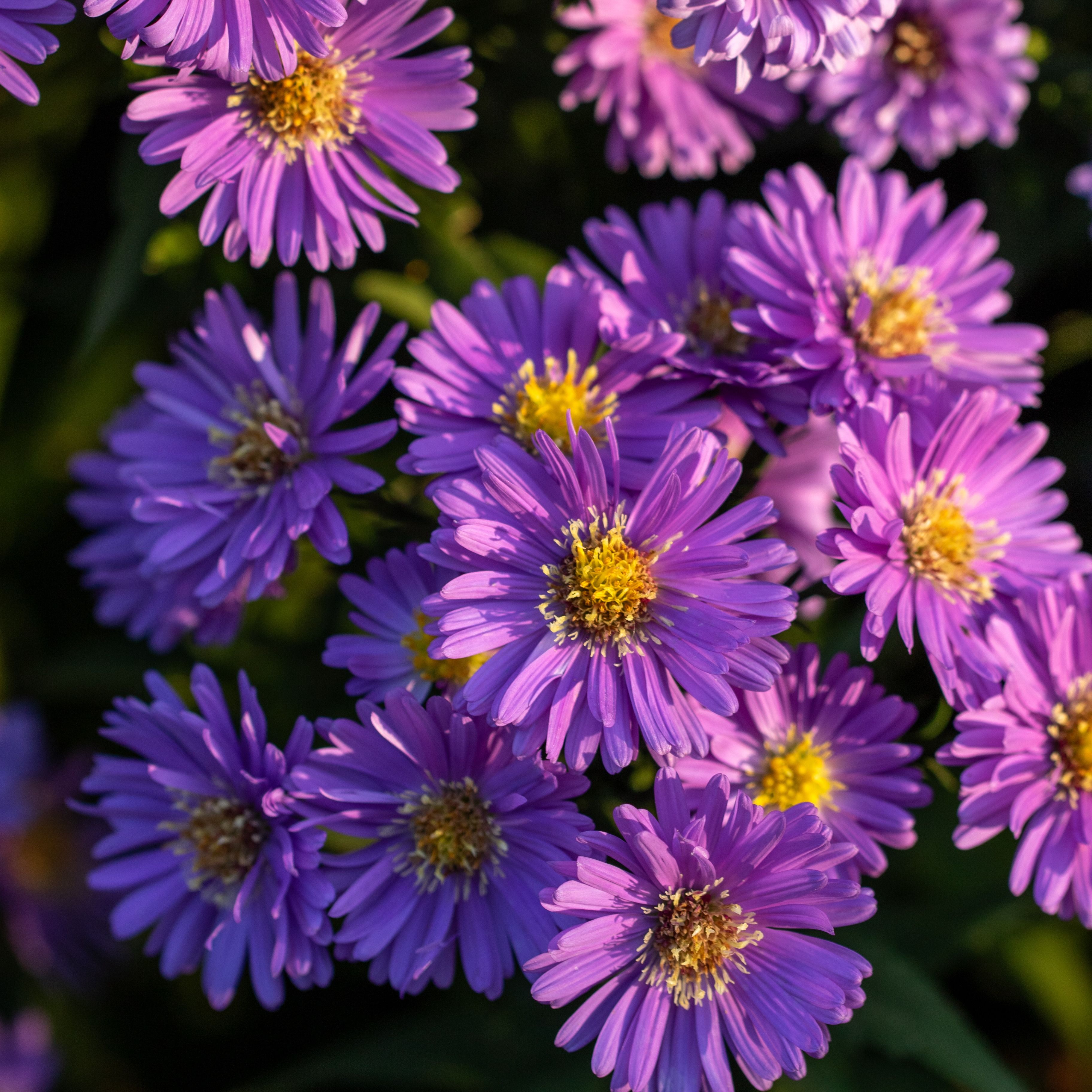 Aster dumosus 'Sapphire'