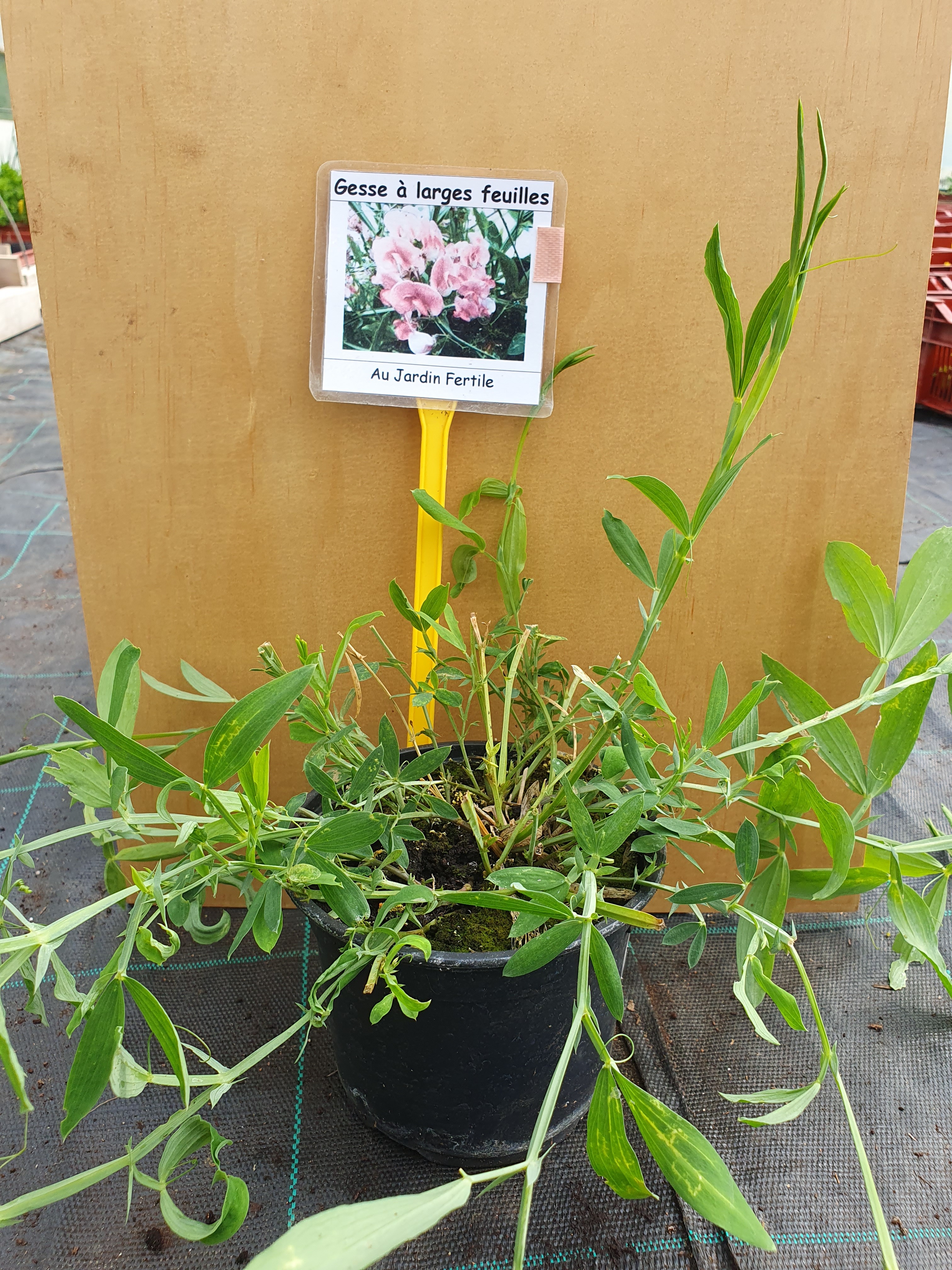 Plant Gesse A Larges Feuilles