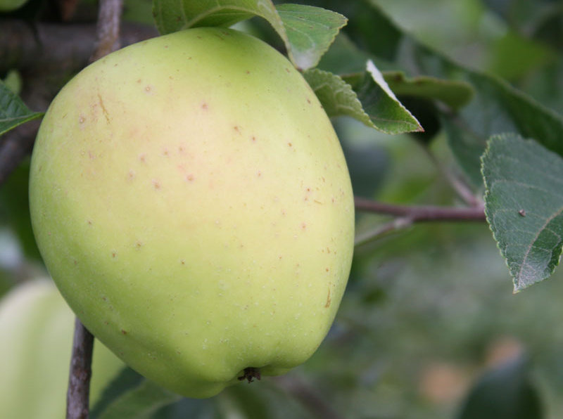 Pommier - Malus domestica "Belle Fleur Jaune"