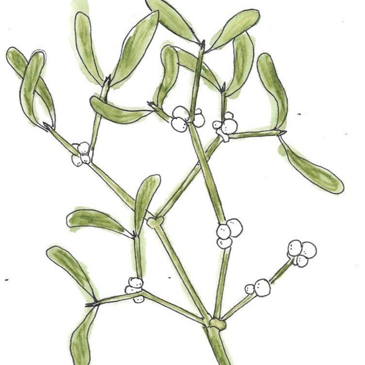 Gui du pommier - 15ml