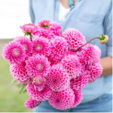 Tubercule - Dahlia Pink Sylvia