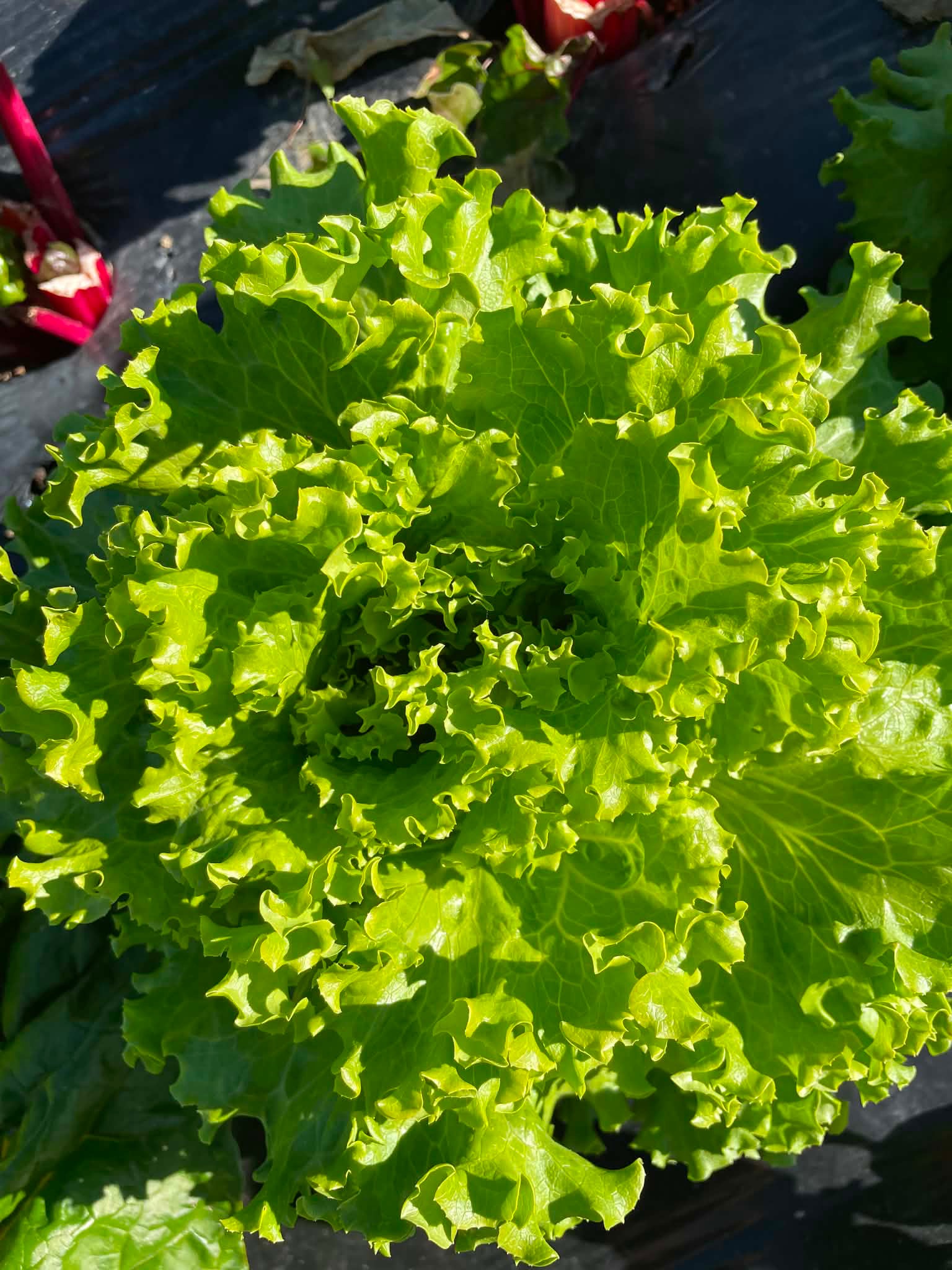salade laitue batavia Gylona