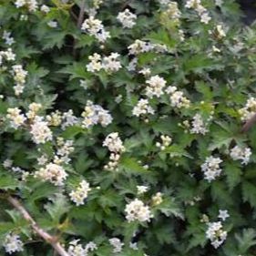 Stephanandra incisa crispa