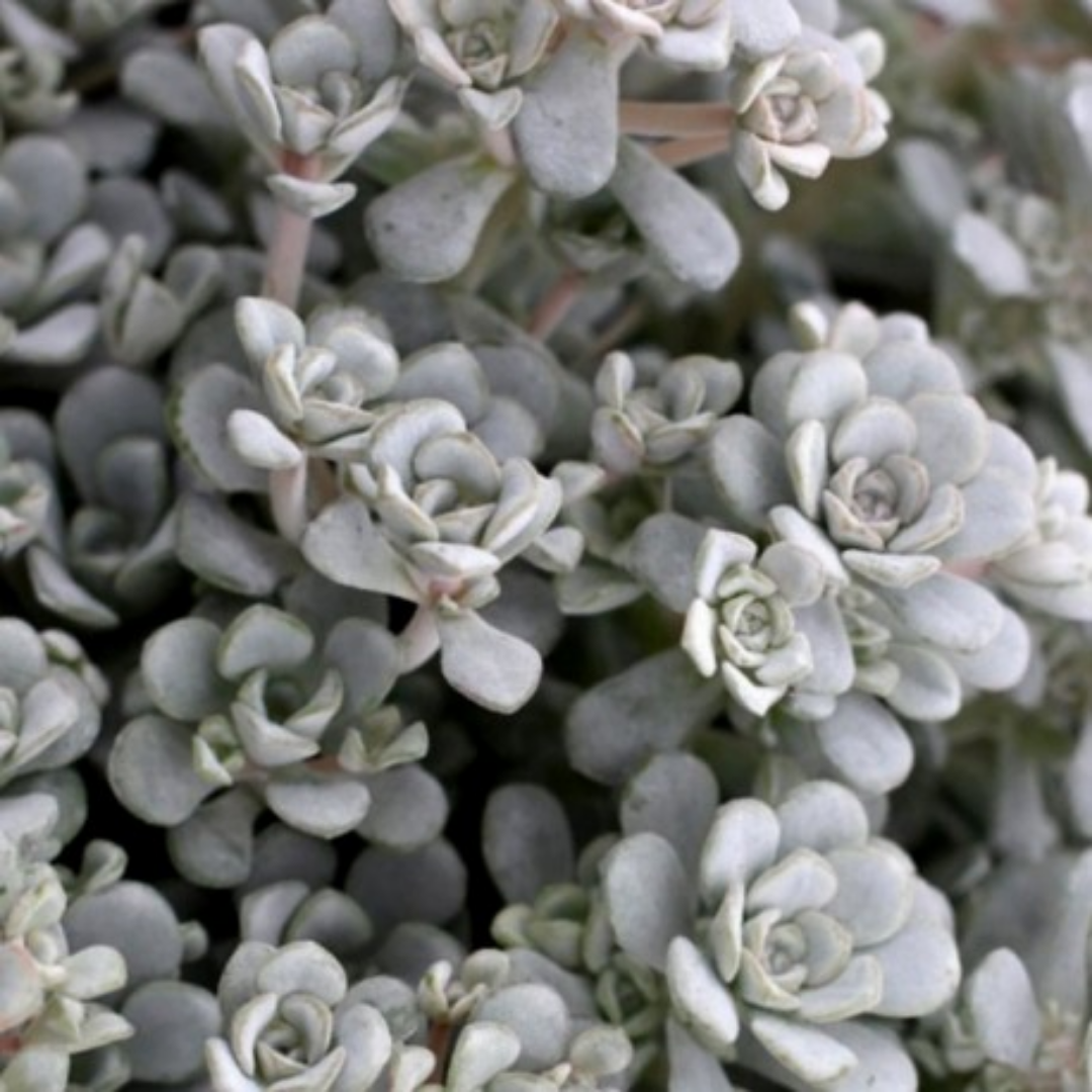 Sedum spatulifolium ‘Cape Blanco’