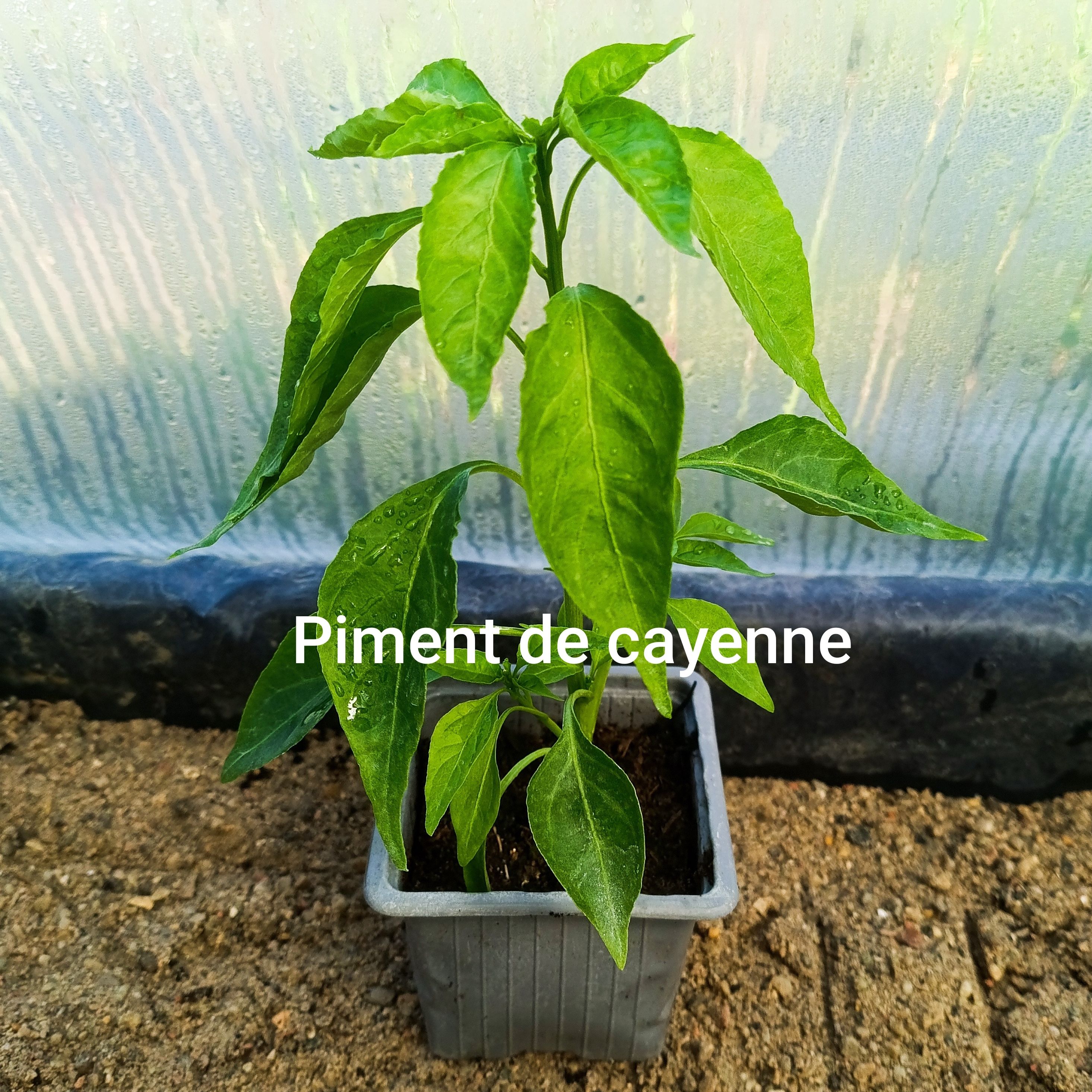 Plant légume - piment cayenne (fort)