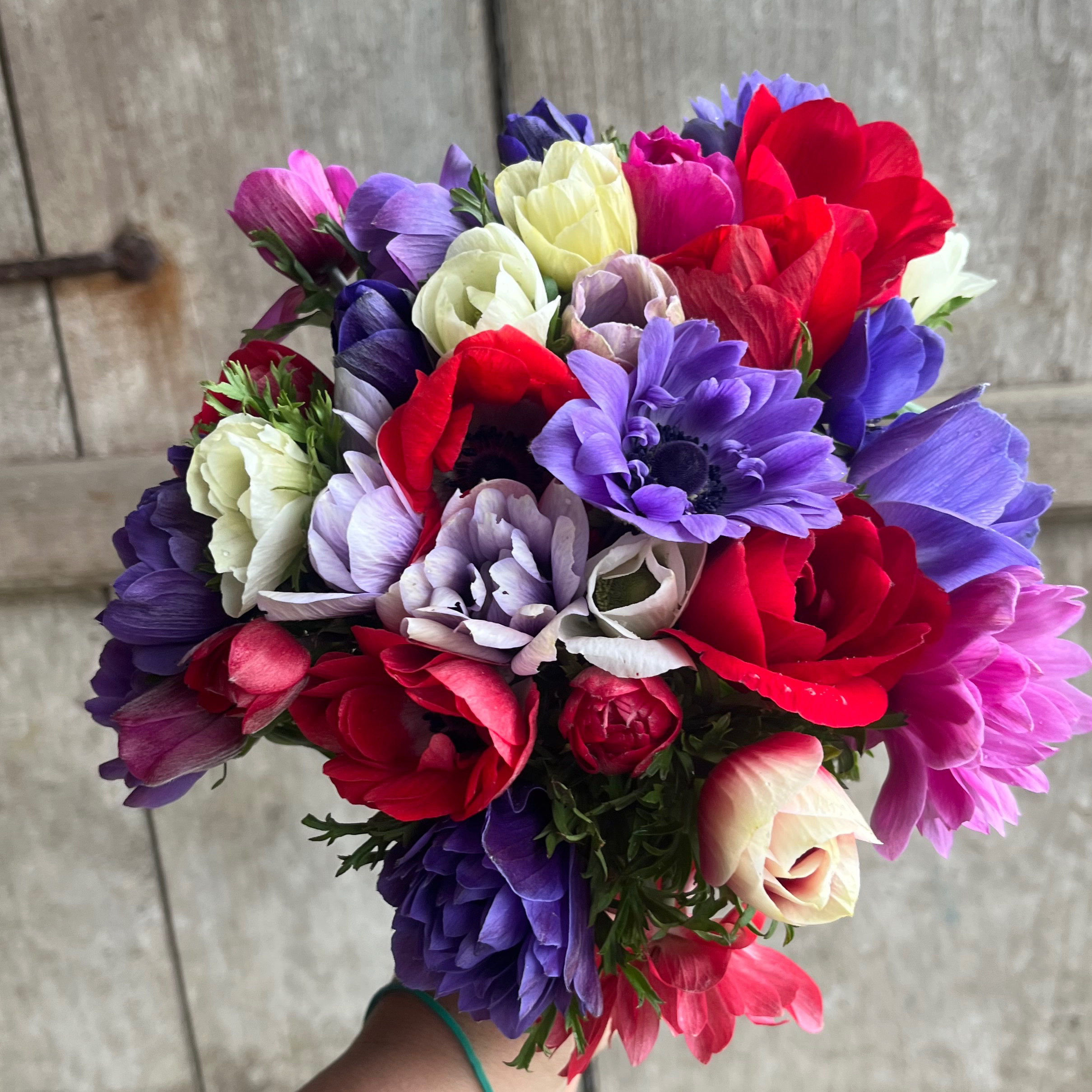 ANEMONES  Mix Couleur