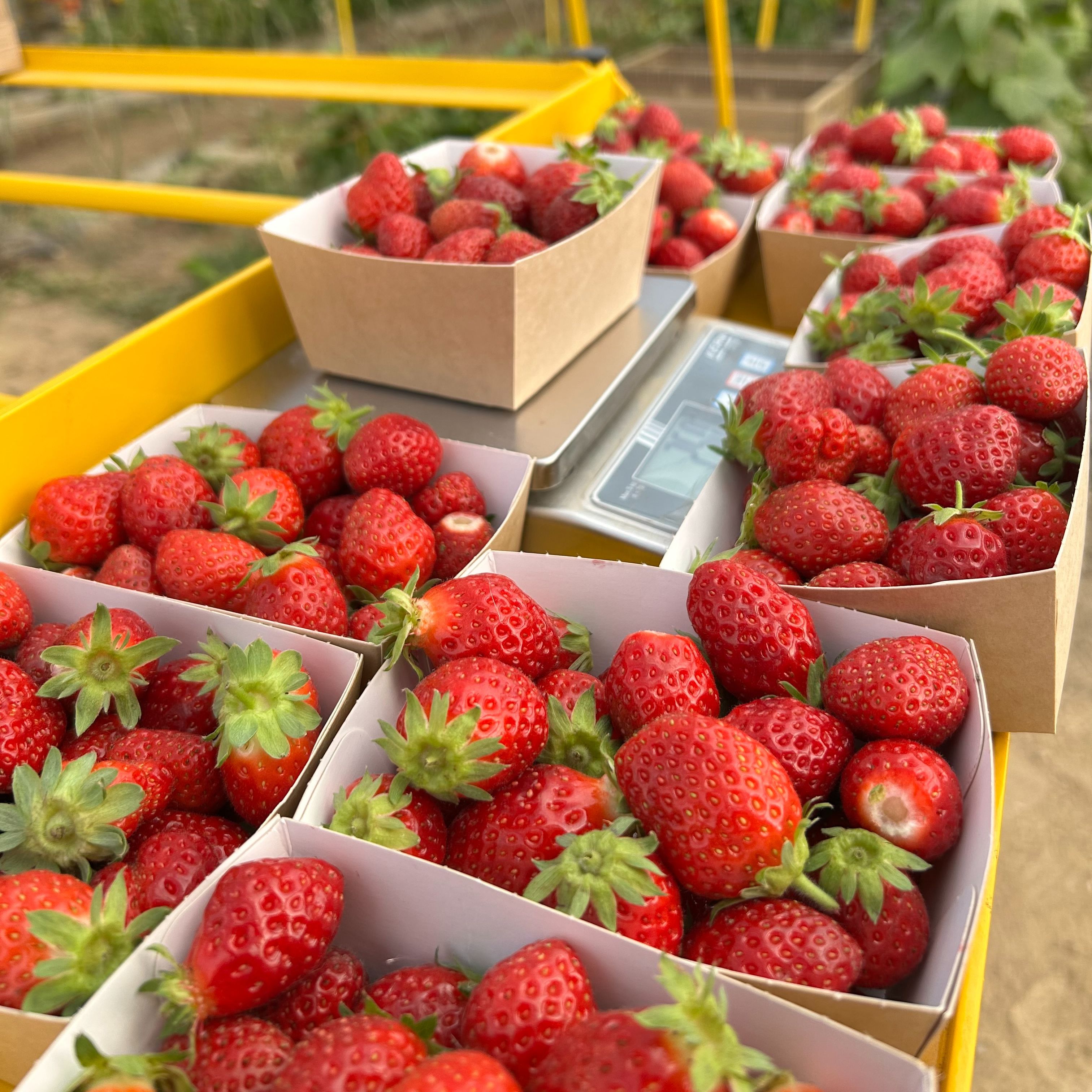 Fraises