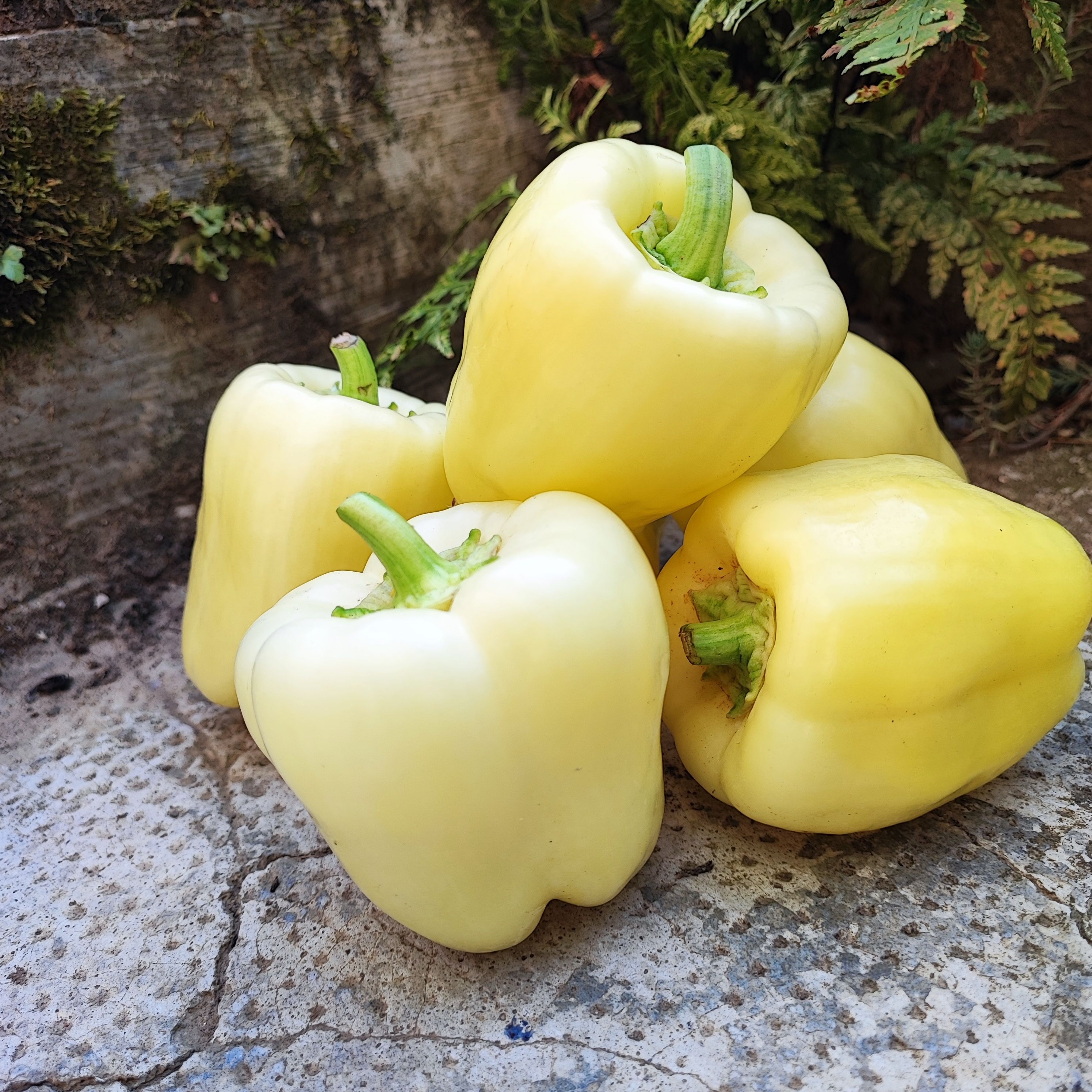 Poivron blanc