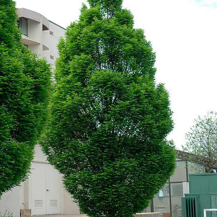 Charme fastigié - Carpinus betulus fastigiata