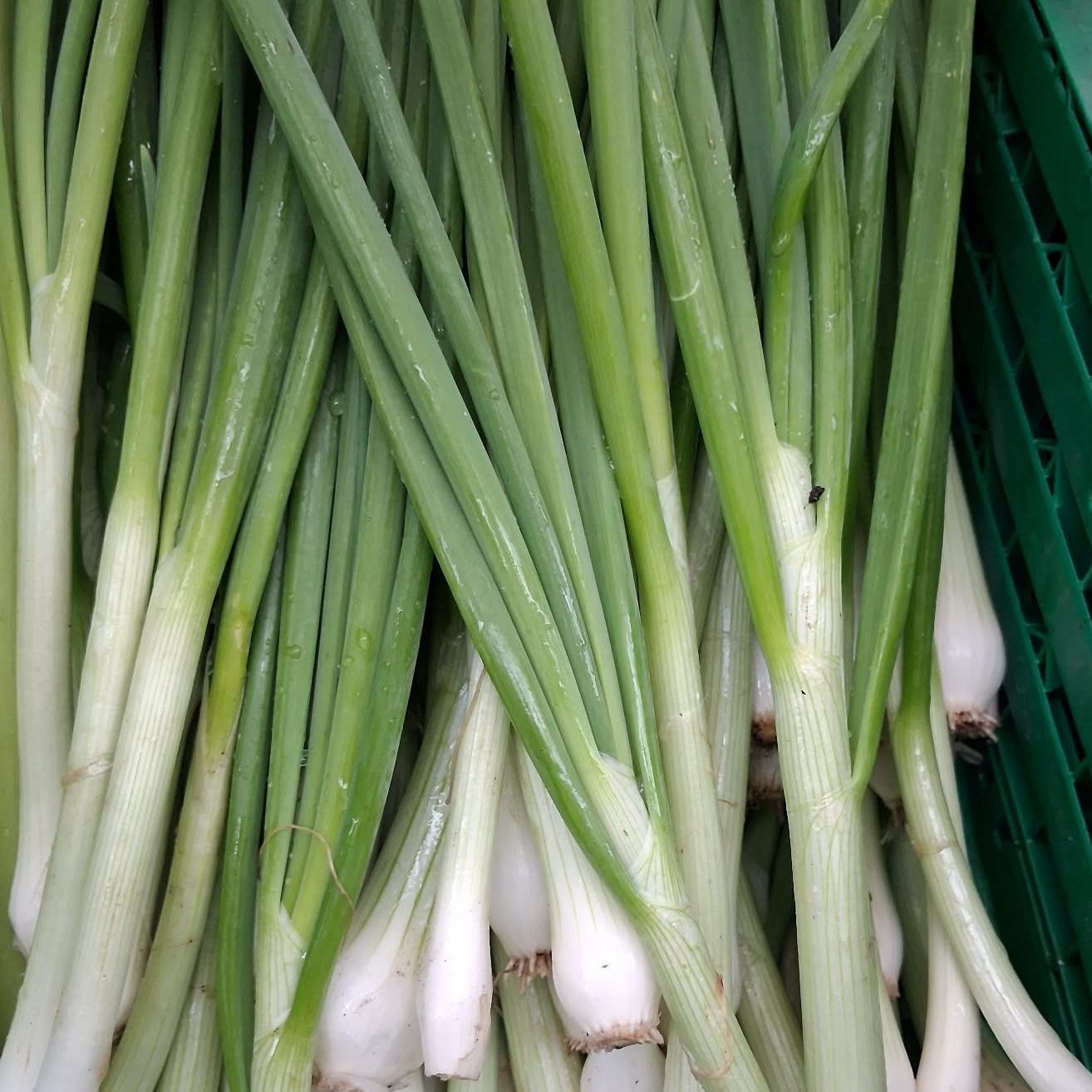 Oignons primeur