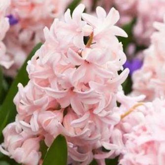Jacinthe China Pink