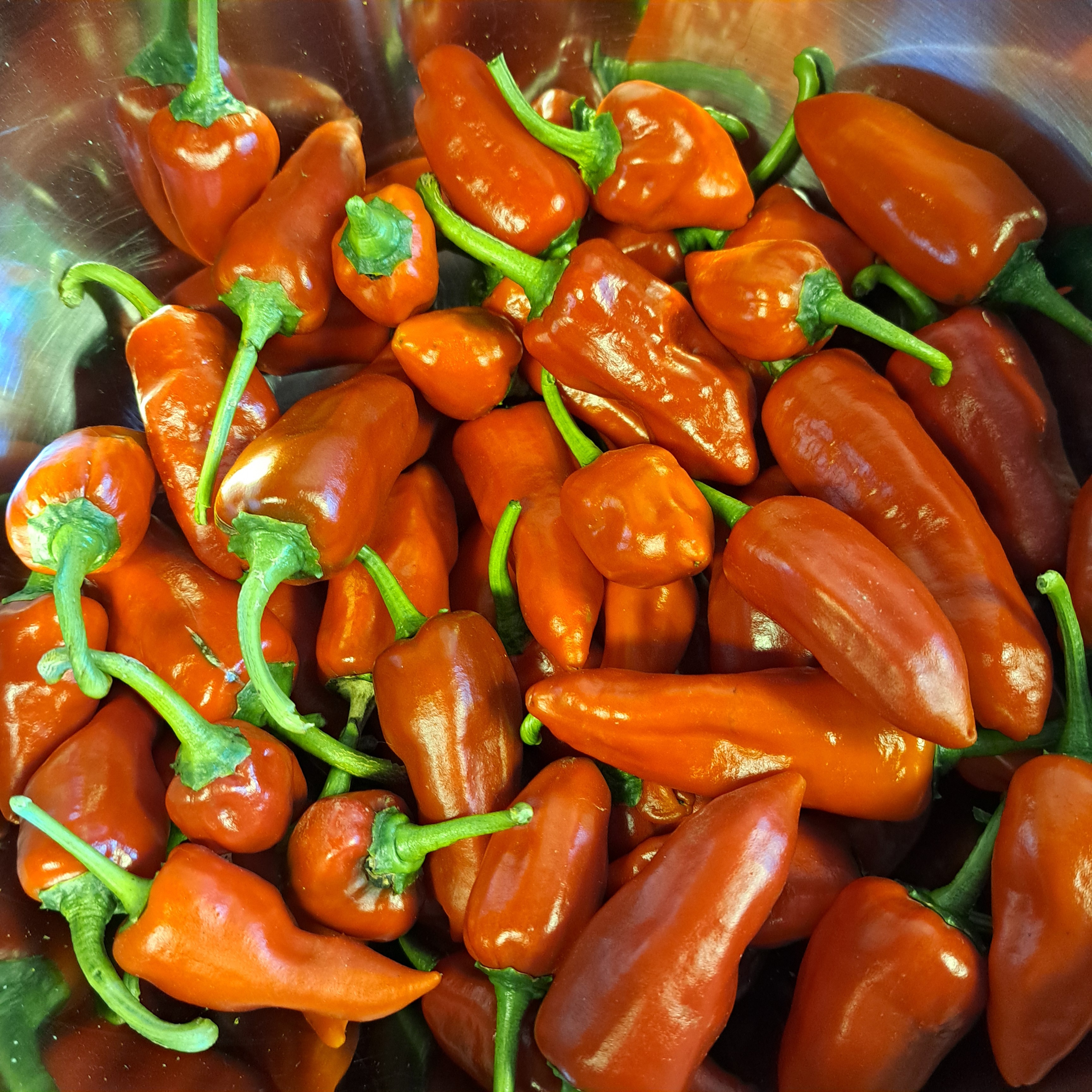 Piments forts en poudre - 10g