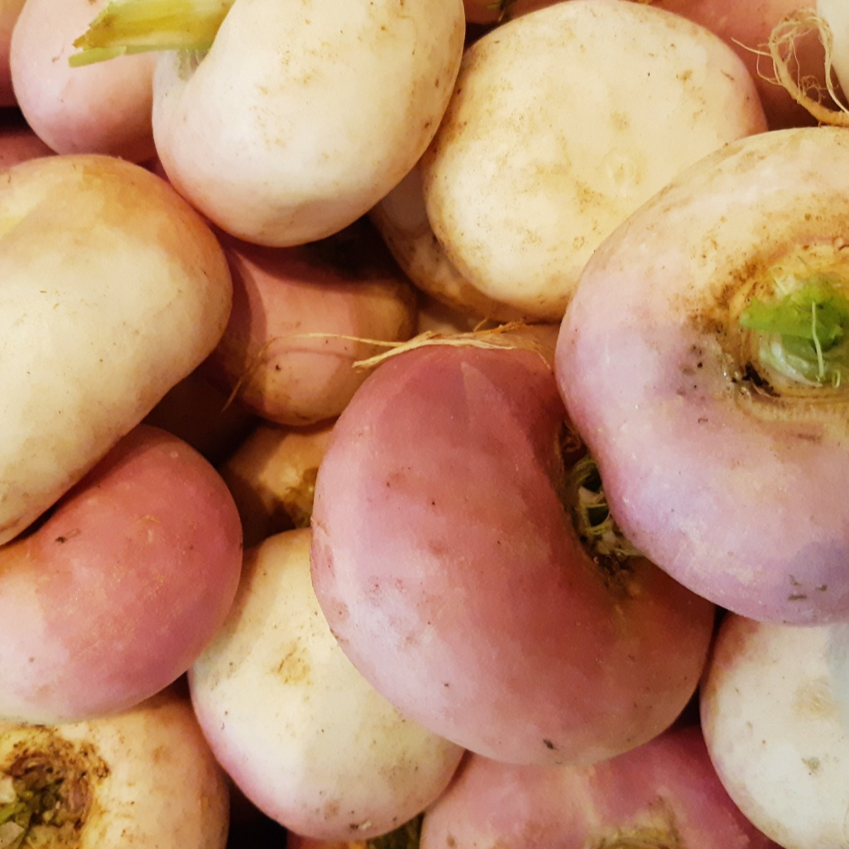 NAVET NOUVEAU - 500g