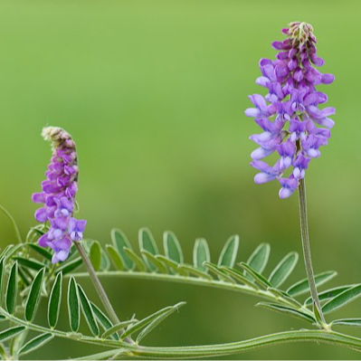 Fleurs de Vesce (par 20)