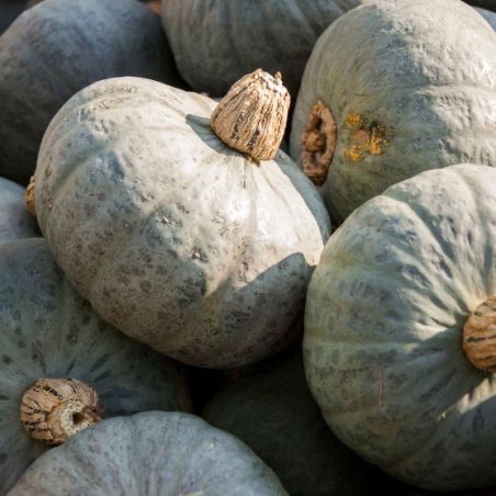 Potimarron bleu (1,5 kg)