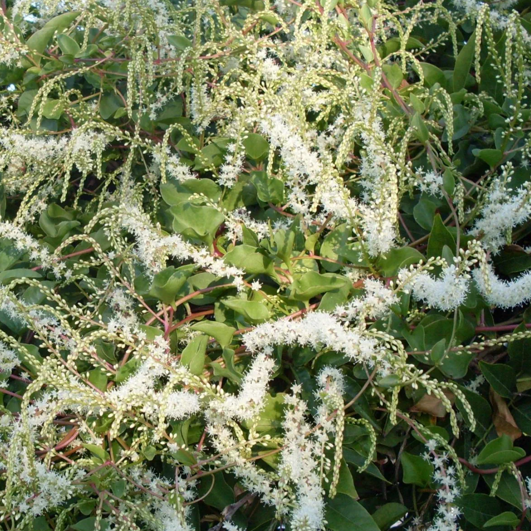 Liane de madere Pot 1,3L