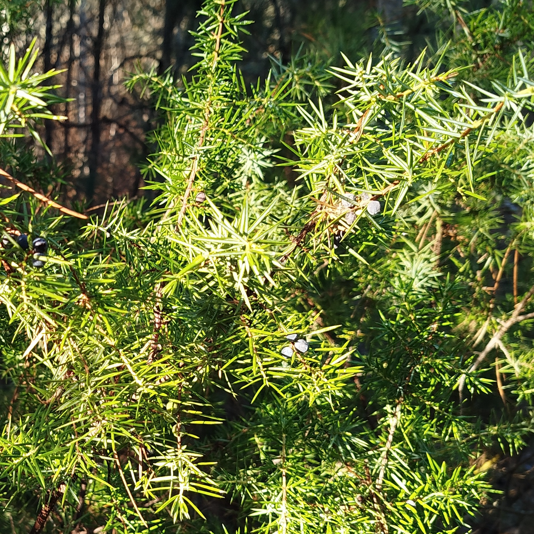 Alcoolature Génevrier