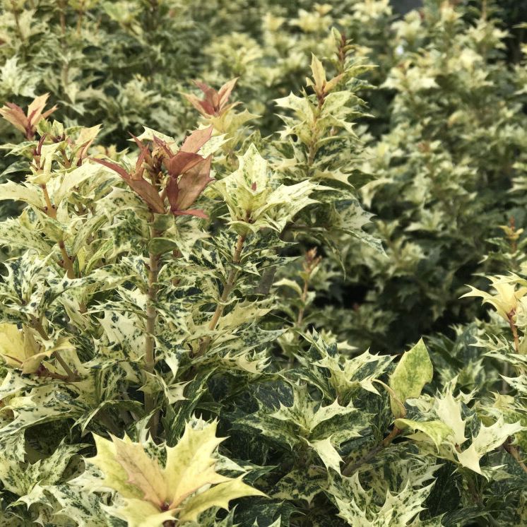 Osmanthus faux-houx tricolor - Osmanthus hétérophyllus "Goshiki"