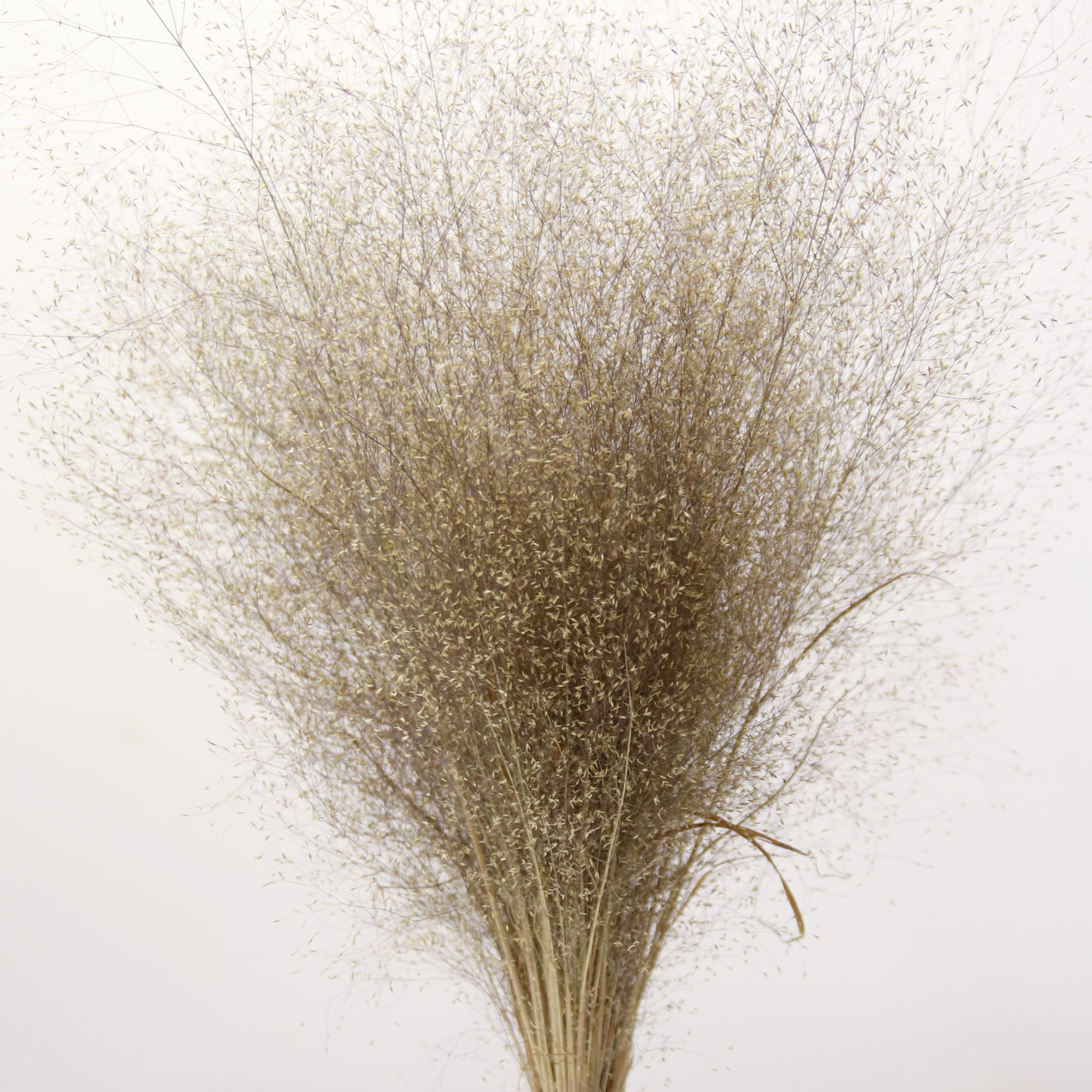 Graminée brouillard- Agrostis Nebulosa séchée