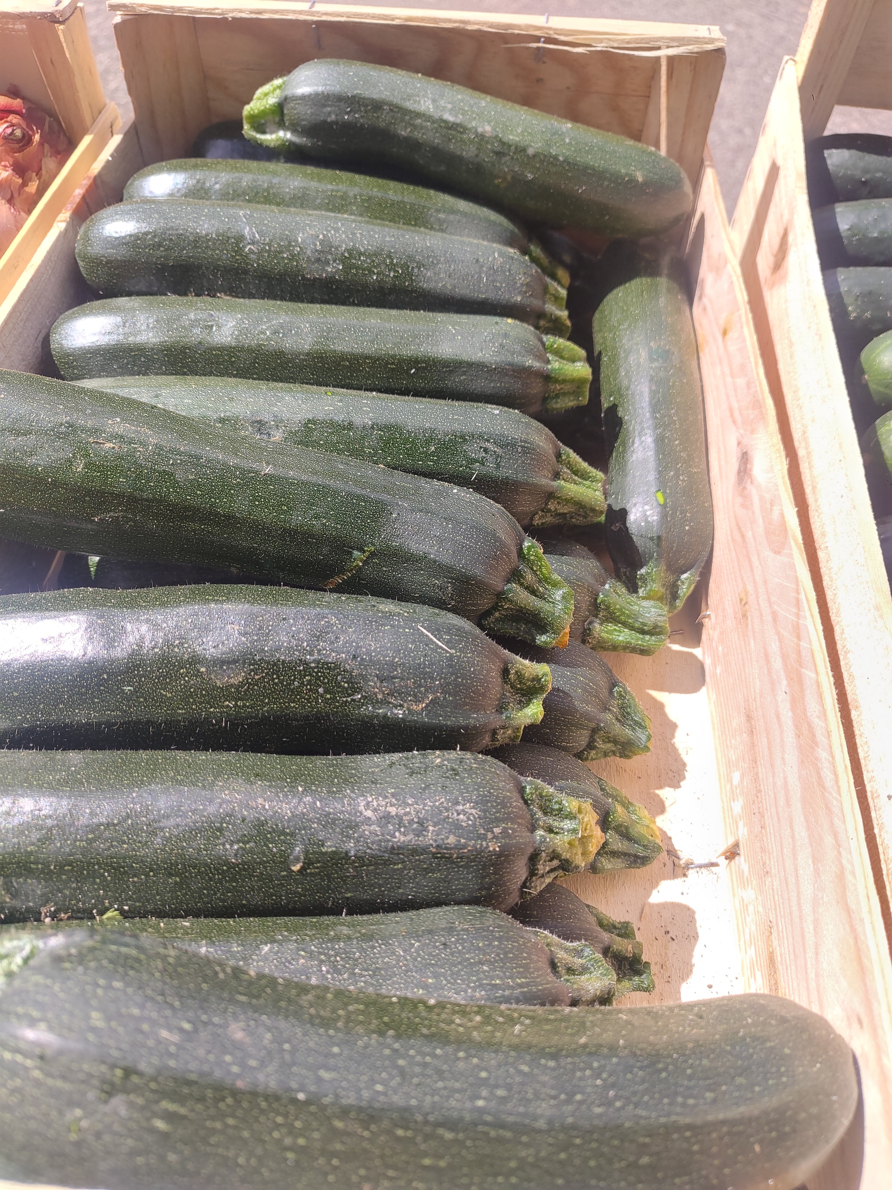 Courgette longue verte