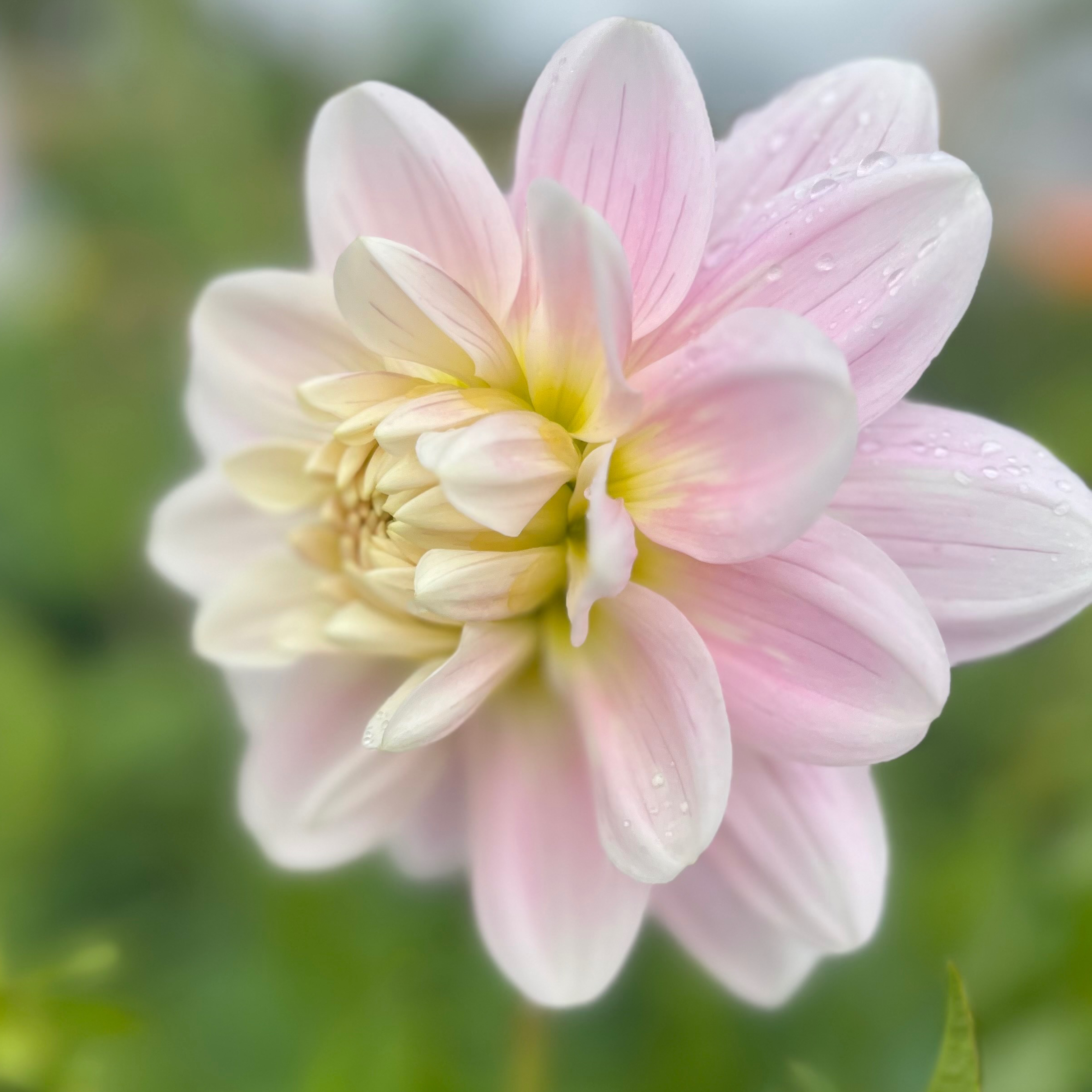 Dahlia bracken ballerina